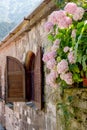 Flowering hydrangea Hydrangea macrophylla close-up Royalty Free Stock Photo