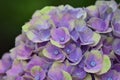Flowering Hydrangea Magical Royalty Free Stock Photo