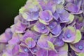 Flowering Hydrangea Magical Royalty Free Stock Photo