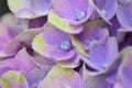 Flowering Hydrangea Magical Royalty Free Stock Photo