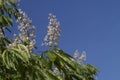 Flowering Indian horse chestnut tree