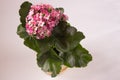 Flowering Indoor Plant Kalanchoe Photophilous Potted Plant