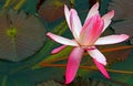 Flowering pink water lily