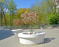 Flowering irga trees of Canadian Amelanchier canadensis L. Medik. in park vases