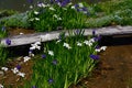 Flowering iris at Japanese garden, Kyoto Japan Royalty Free Stock Photo