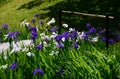Flowering iris at Japanese garden, Kyoto Japan Royalty Free Stock Photo