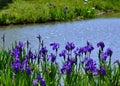 Flowering Iris in Japanese garden, Kyoto Japan. Royalty Free Stock Photo