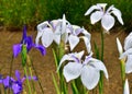 Flowering Iris in Japanese garden, Kyoto Japan. Royalty Free Stock Photo