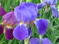 Flowering Iris plant flower in the garden park. Closeup view. Royalty Free Stock Photo