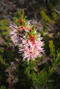 Flowering Isopogon asper a low shrub with pinnate leaves endemic to the south-west of Western Australia