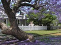 Flowering Jacaranda