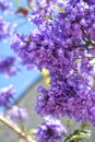 Flowering jacaranda branches on the sky background Royalty Free Stock Photo