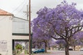 Flowering Jacaranda