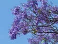A flowering Jacaranda opposite a blue sky Royalty Free Stock Photo