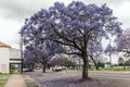 Flowering Jacaranda