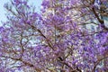 Flowering Jacaranda Tree