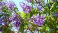 Flowering Jacaranda Tree (4K)