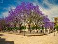 Flowering jacaranda trees in a square in the city of Malaga in the Andalusia Region of Southern Spain