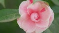 Flowering Japanese Camellia. Pink Camellia Japonica. April Dawn Blush. Beautiful Pink Camellia Flower. Close up. Royalty Free Stock Photo