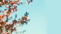 Flowering Japanese cherry on a blue sky background. cherry