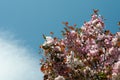 Flowering japanese cherry tree with blue sky and white cloud Royalty Free Stock Photo
