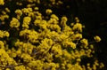 Flowering Japanese cornel cherry in spring, Japan