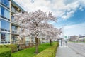 Flowering Japanese flowering cherry, Prunus Subhirtella Autumnalis