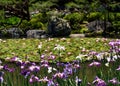 Flowering Japanese garden of Heian Shrine, Kyoto Japan. Royalty Free Stock Photo