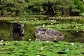 Flowering Japanese garden of Heian Shrine, Kyoto Japan. Royalty Free Stock Photo