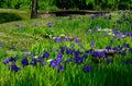 Flowering Japanese garden, Kyoto Japan Royalty Free Stock Photo