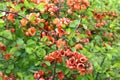 Flowering quince blossoms in a springtime