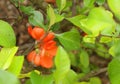 Flowering Japanese Quince