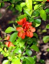 Flowering Japanese Quince