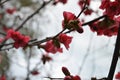 Flowering Japanese Quince