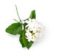 Flowering jasmine branch with flowers and leaves isolated on white background with copy space Royalty Free Stock Photo