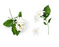 Flowering jasmine branches with flowers and leaves isolated on white background Royalty Free Stock Photo