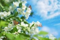 Flowering jasmine and butterflies Royalty Free Stock Photo