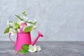 Flowering jasmine in a decorative garden watering can Royalty Free Stock Photo