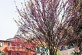 Flowering judas tree in Padua city in spring