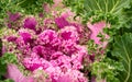 Flowering kale