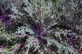 Flowering Kale 823938