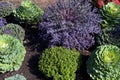 Flowering Kale  824036 Royalty Free Stock Photo
