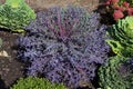 Flowering Kale   824097 Royalty Free Stock Photo