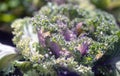 Flowering kale ornamental cabbage