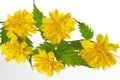 Flowering Kerria japonica Royalty Free Stock Photo