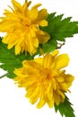 Flowering Kerria japonica Royalty Free Stock Photo