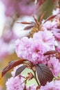 Flowering Kwanzan Cherry Blossoms in the Sun