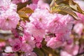 A Flowering Kwanzan Cherry tree in springtime with blossoms.