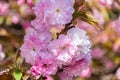 A Flowering Kwanzan Cherry tree in springtime with blossoms.