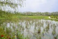 Flowering lake before houses in sunny summer